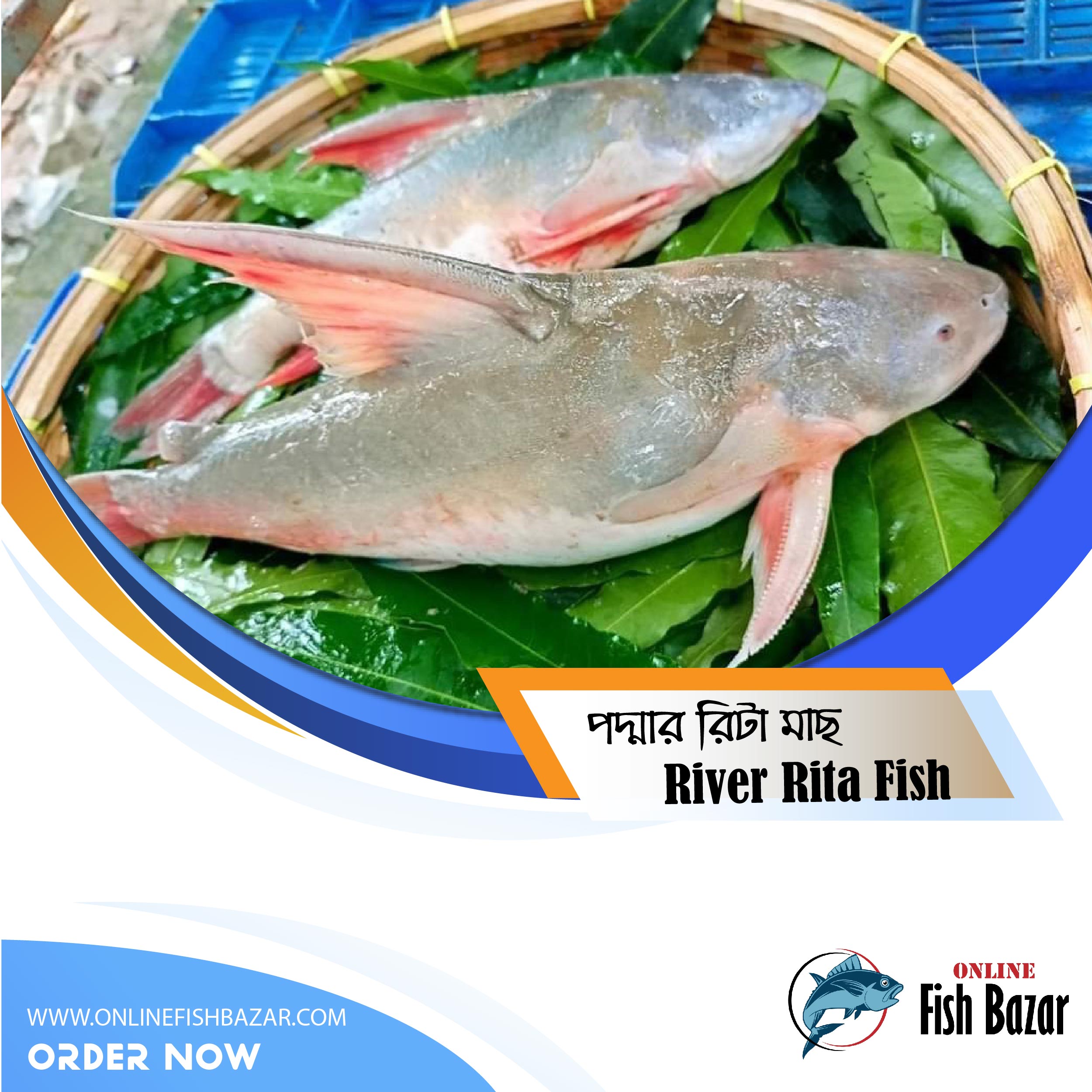 River Rita Fish (4kg size 1600 tk per kg) – Online Fish Bazar